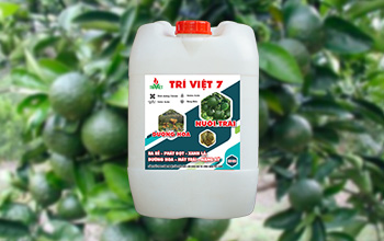 Trí Việt 7